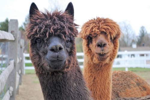 Two alpacas with fluffy fur, one dark brown and the other orange, stand together in a farm setting.