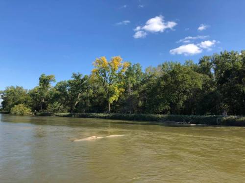 A calm river flows through a lush green landscape with a few trees, under a clear blue sky with scattered clouds.