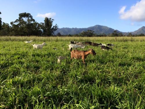 A herd of goats grazing in a lush green field with mountains in the background under a clear blue sky.