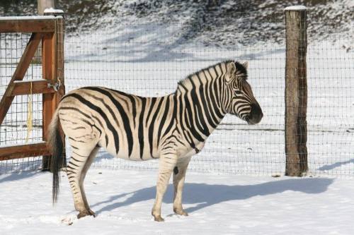 A zebra stands in the snow, showcasing its distinctive black and white stripes against a winter landscape.