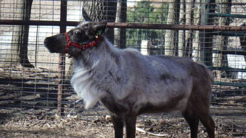 A reindeer wearing a red harness stands beside a fence in a wooded area.
