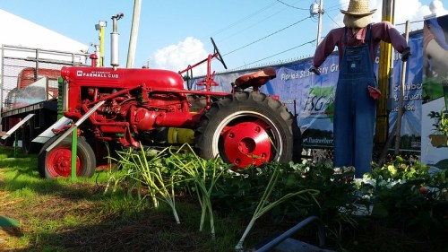 A red vintage tractor parked beside a scarecrow and green plants in a sunny outdoor setting.