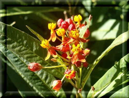 A cluster of vibrant red and yellow flowers surrounded by green leaves, showcasing delicate petals and buds.