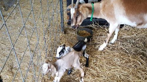 A mother goat stands near two playful kids in a barn, surrounded by straw and feeding containers.