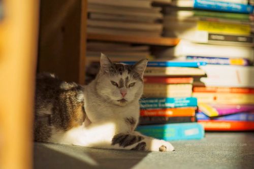 A relaxed cat lounging on the floor, surrounded by stacks of colorful books in a cozy setting.