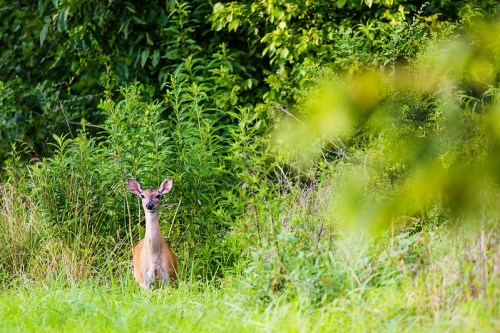A deer stands in a grassy area surrounded by lush green foliage.