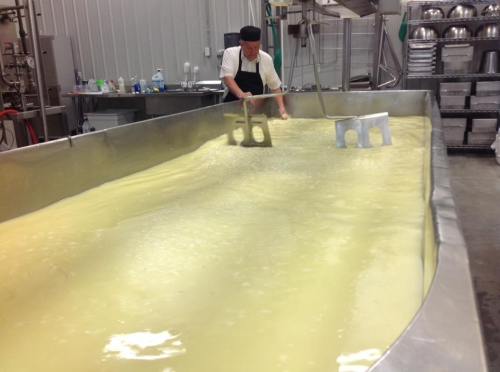 A worker stirs a large vat of cheese curds in a processing facility.