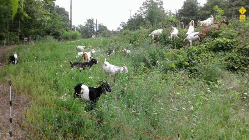 A group of goats grazing in a lush green field with wildflowers and trees in the background.