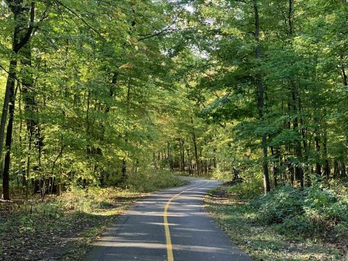 A winding path through a lush green forest with trees displaying autumn colors.