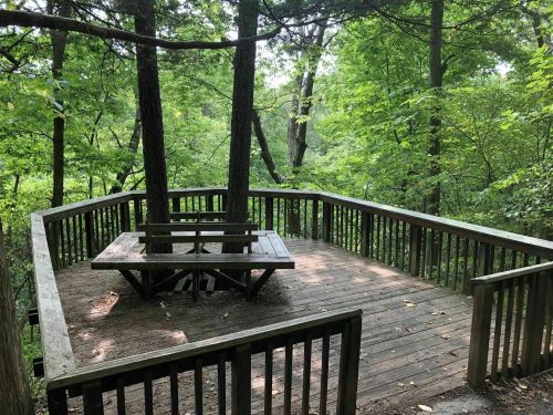 A wooden observation deck surrounded by lush green trees in a forested area.