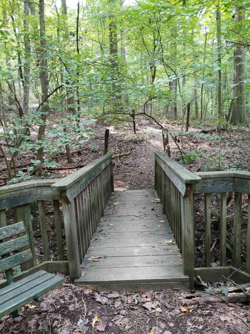 A wooden bridge leads into a lush green forest, surrounded by trees and a dirt path.