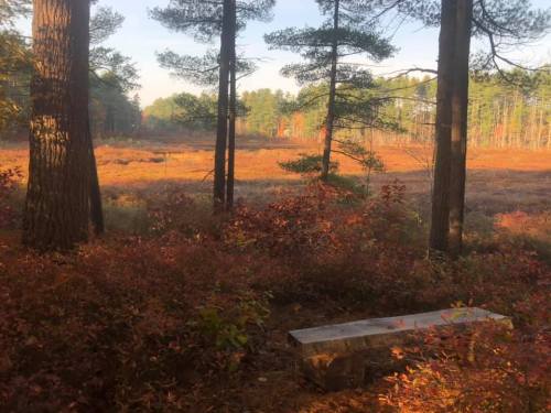A serene forest scene with tall trees, a wooden bench, and a colorful autumn landscape in the background.