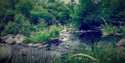 A serene river flows through lush greenery and rocky banks, surrounded by tall grasses and trees.