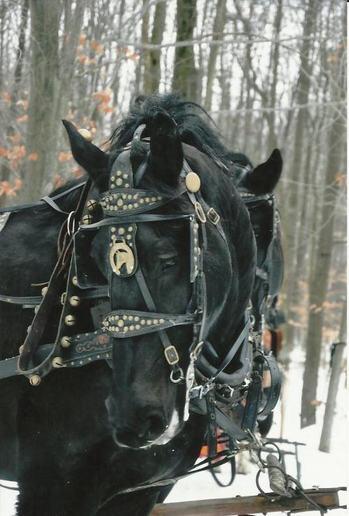 A close-up of a black horse wearing a harness, set against a snowy forest background.