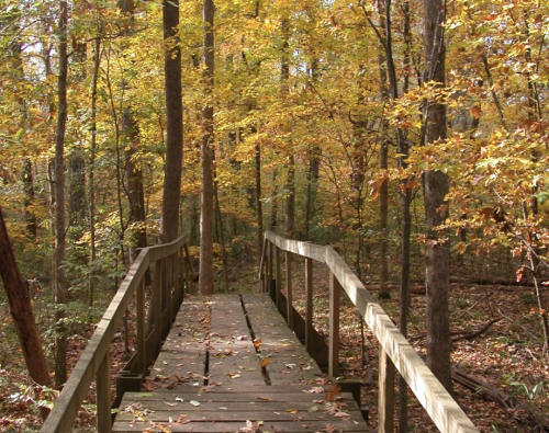 A wooden bridge leads through a vibrant autumn forest with colorful leaves on the trees.