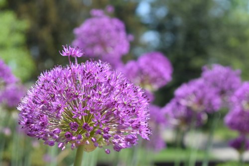 A cluster of vibrant purple allium flowers in a sunny garden setting, with a blurred background of greenery.