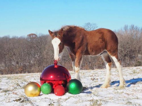A brown and white horse curiously examines large, colorful Christmas ornaments in a snowy field.