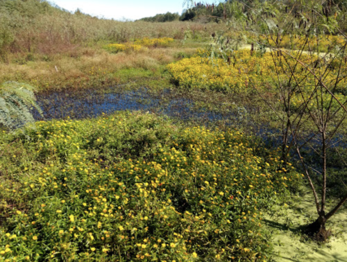 A vibrant landscape featuring a pond surrounded by lush greenery and blooming yellow flowers under a clear blue sky.