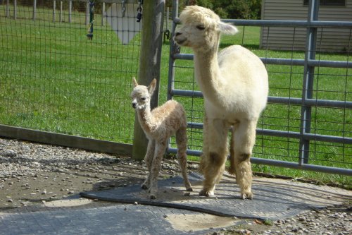 A light-colored alpaca stands next to a small, fluffy cria in a grassy area near a fence.