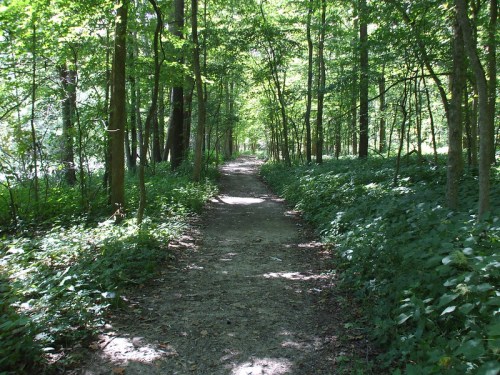 A serene forest path surrounded by lush green trees and underbrush, inviting for a peaceful walk.