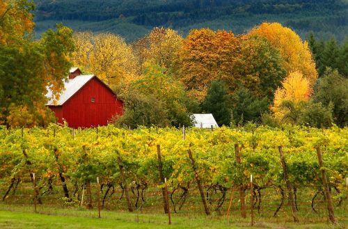 A vibrant vineyard with green grapevines, a red barn, and colorful autumn trees in the background.