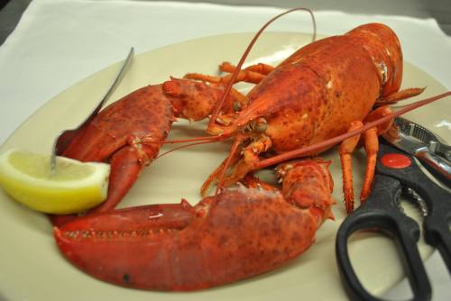A cooked lobster on a plate, accompanied by a lemon wedge and seafood scissors.