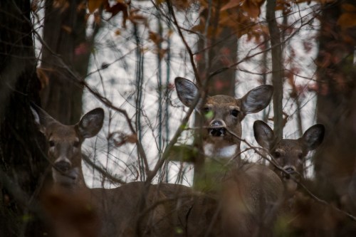 Three deer partially hidden among trees and foliage, with autumn leaves in the background.