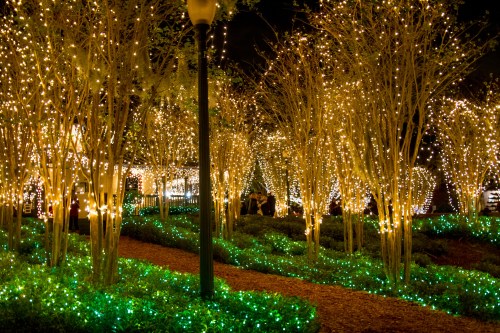 A pathway through trees adorned with warm white and green lights, creating a festive, enchanting atmosphere at night.