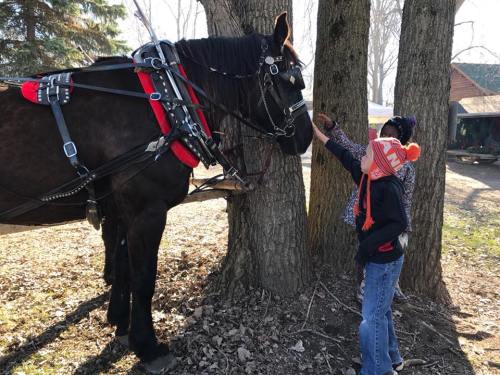 A child in an orange hat gently interacts with a large horse by a tree, surrounded by a natural setting.