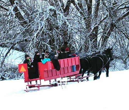 A group of people enjoying a horse-drawn sleigh ride through a snowy landscape with trees in the background.