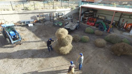 Two people are moving large tumbleweeds in a yard with a tractor and various equipment in the background.