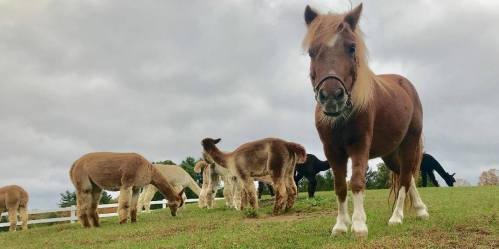 A brown pony stands in the foreground, surrounded by several grazing alpacas on a grassy field under a cloudy sky.