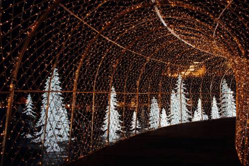 A beautifully lit tunnel with glowing lights and white Christmas trees in the background, creating a festive atmosphere.