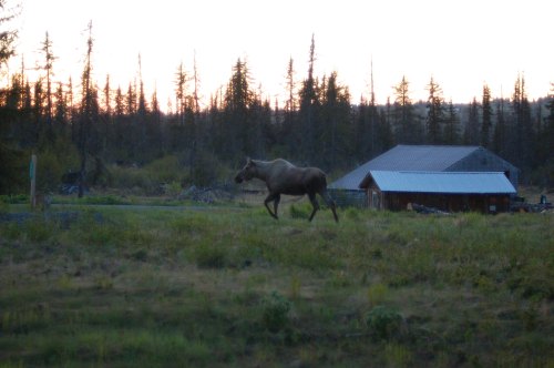 A moose walks across a grassy field near a rustic cabin at sunset, surrounded by trees.