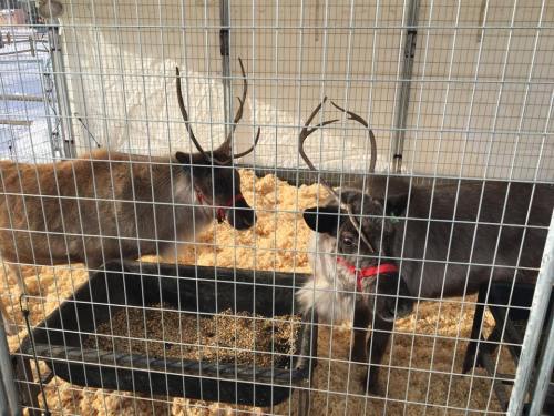 Two reindeer with antlers stand in a pen filled with straw, looking curiously at their surroundings.
