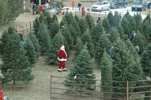 A Santa Claus figure walks among rows of Christmas trees, with people shopping in the background.