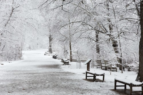 A snowy path lined with benches and trees, creating a serene winter landscape.