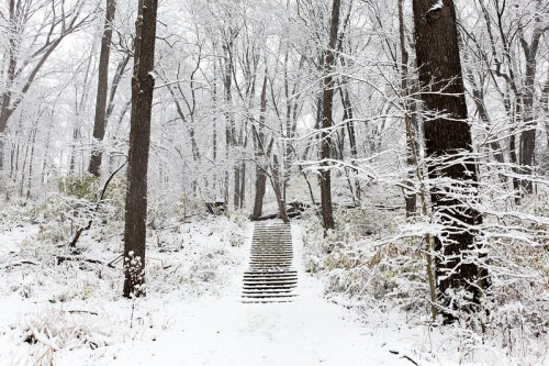 A snowy forest scene with a path leading up wooden steps surrounded by trees covered in white snow.