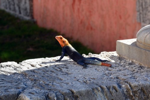 A colorful lizard with an orange head and black body sunbathing on a stone surface.