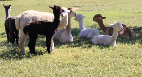 A group of alpacas of various colors resting on green grass in a sunny field.