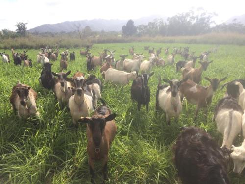 A herd of goats grazing in a lush green field with mountains in the background.