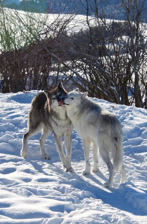 Two wolves playfully interact in the snow, one licking the other's face against a backdrop of winter scenery.