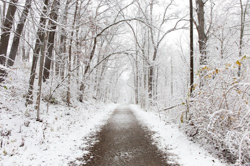 A snow-covered path winds through a forest of bare trees, creating a serene winter landscape.