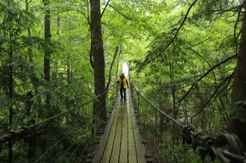 A person in a yellow jacket walks on a wooden suspension bridge surrounded by lush green trees.