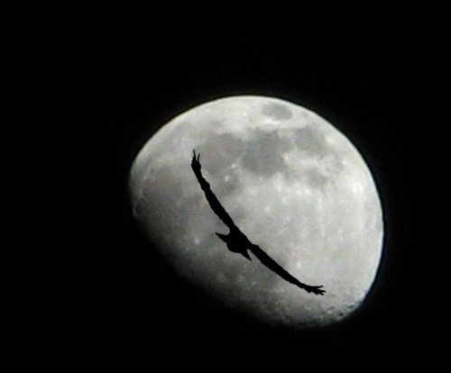 A silhouette of an eagle flying in front of a bright, partially illuminated moon against a dark sky.
