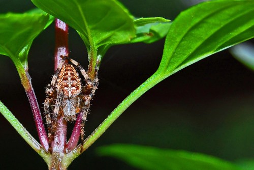 A close-up of a spider camouflaged among green leaves on a plant stem.