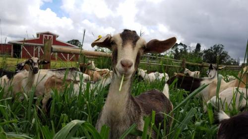 A goat stands in a grassy field, chewing on a blade of grass, with other goats in the background and a barn nearby.