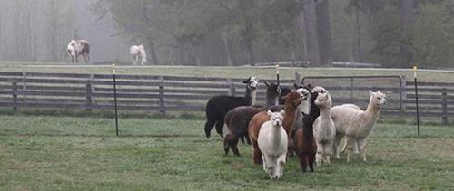 A group of llamas in a misty field, with a few horses grazing in the background near a wooden fence.
