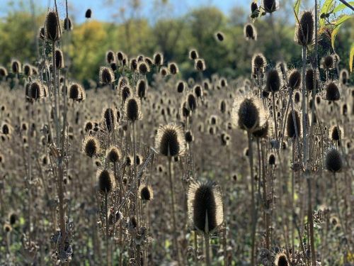 A field of dried thistle plants with soft, round seed heads against a clear blue sky and green trees in the background.