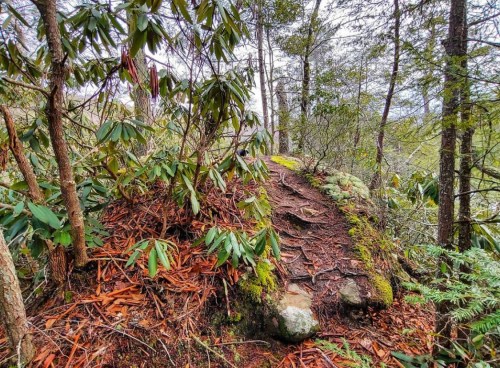 A rocky path surrounded by lush greenery and trees, leading through a forested area.